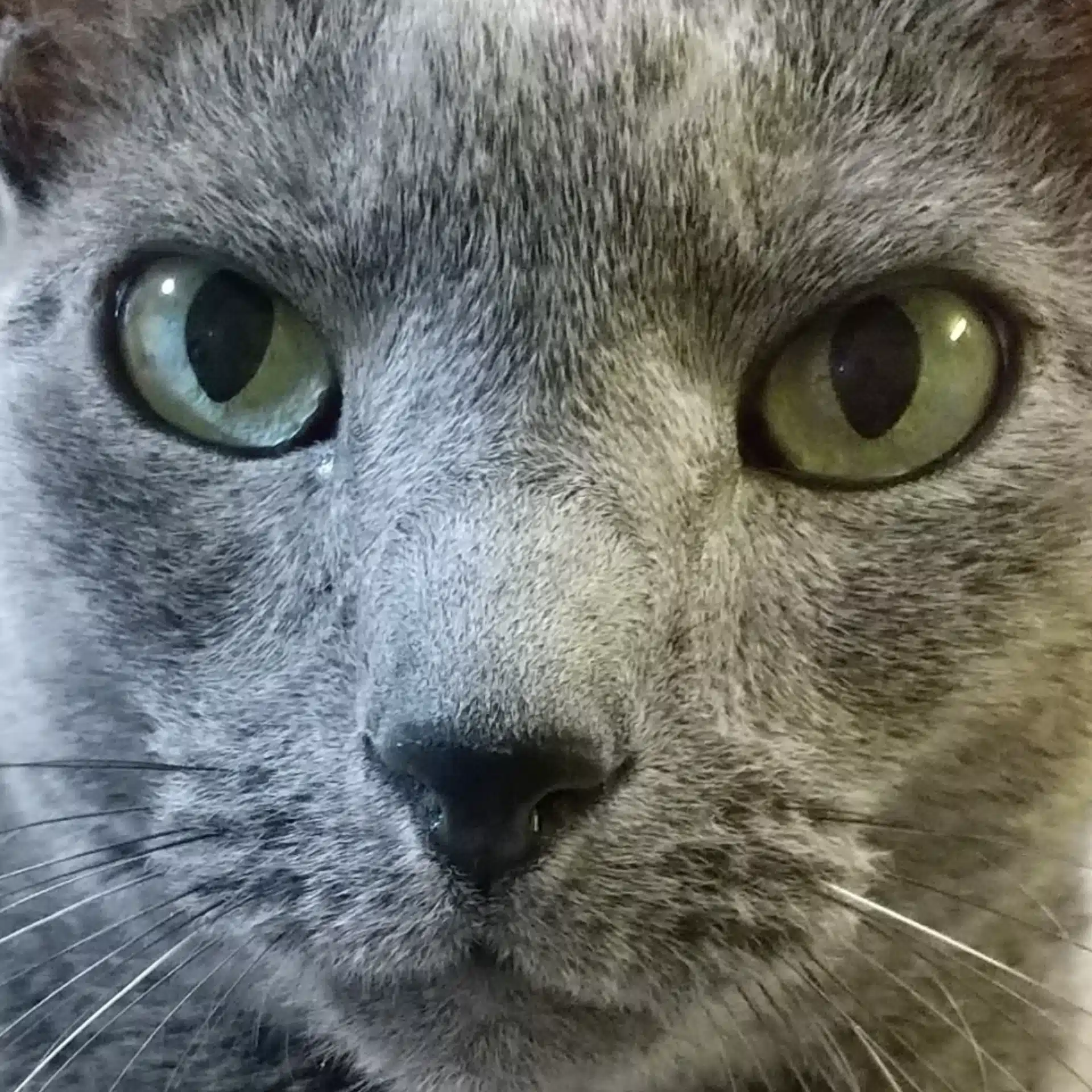 北乃銀猫