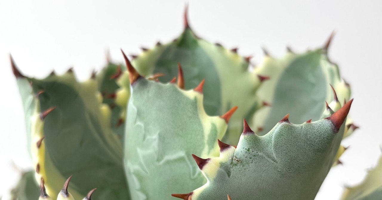 王妃カブトガニ錦 仔吹き親株 アガベ・王妃兜蟹錦（カブトガニ錦）の育て方・栽培記録 – ゆるぷ