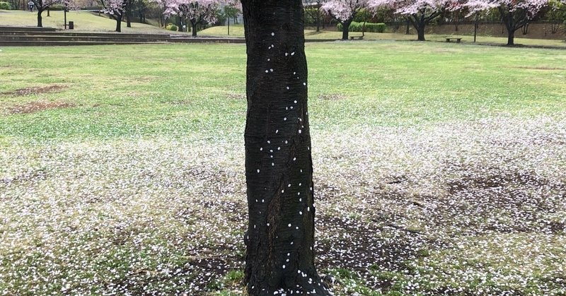 桜の涙