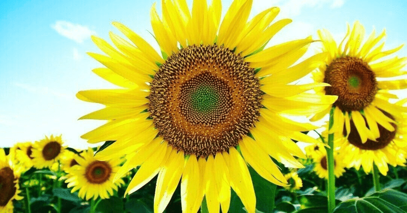 風水とひまわり：運気を高める太陽の花