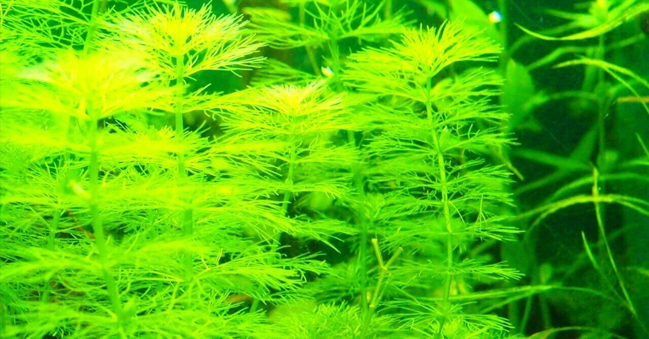 読書ノート 「井筒俊彦全集2 イスラーム文化」 井筒俊彦 ｜sakazuki