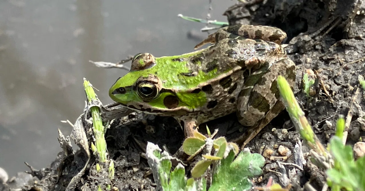 岸本ウラチ　ナゴヤダルマガエル 絶滅危惧種「ナゴヤダルマガエル」いるかな？ 浜松浜名区で親子ら調査