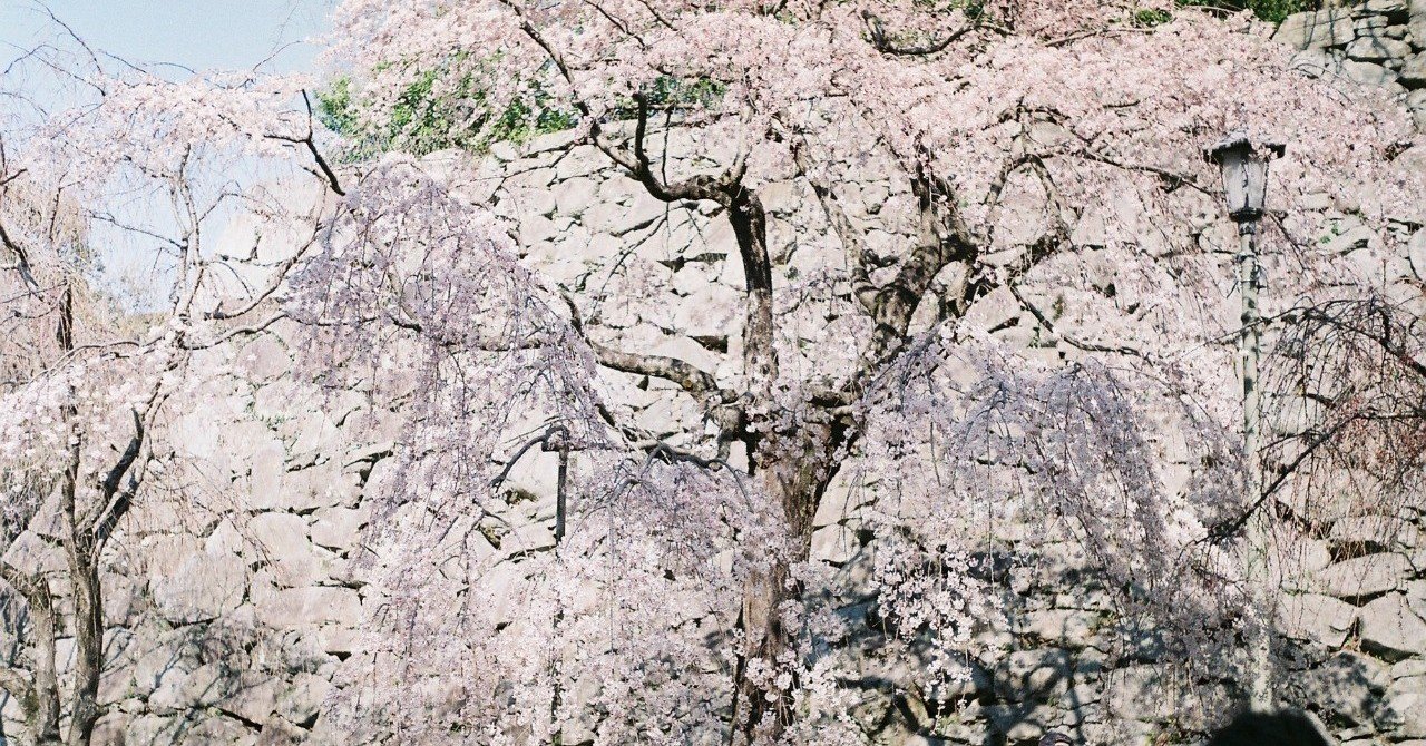 唯一生き残ったＰＣアバターＳＮＳニコッとタウン川柳大会から見るニコタ生活｜入り江わに@60代