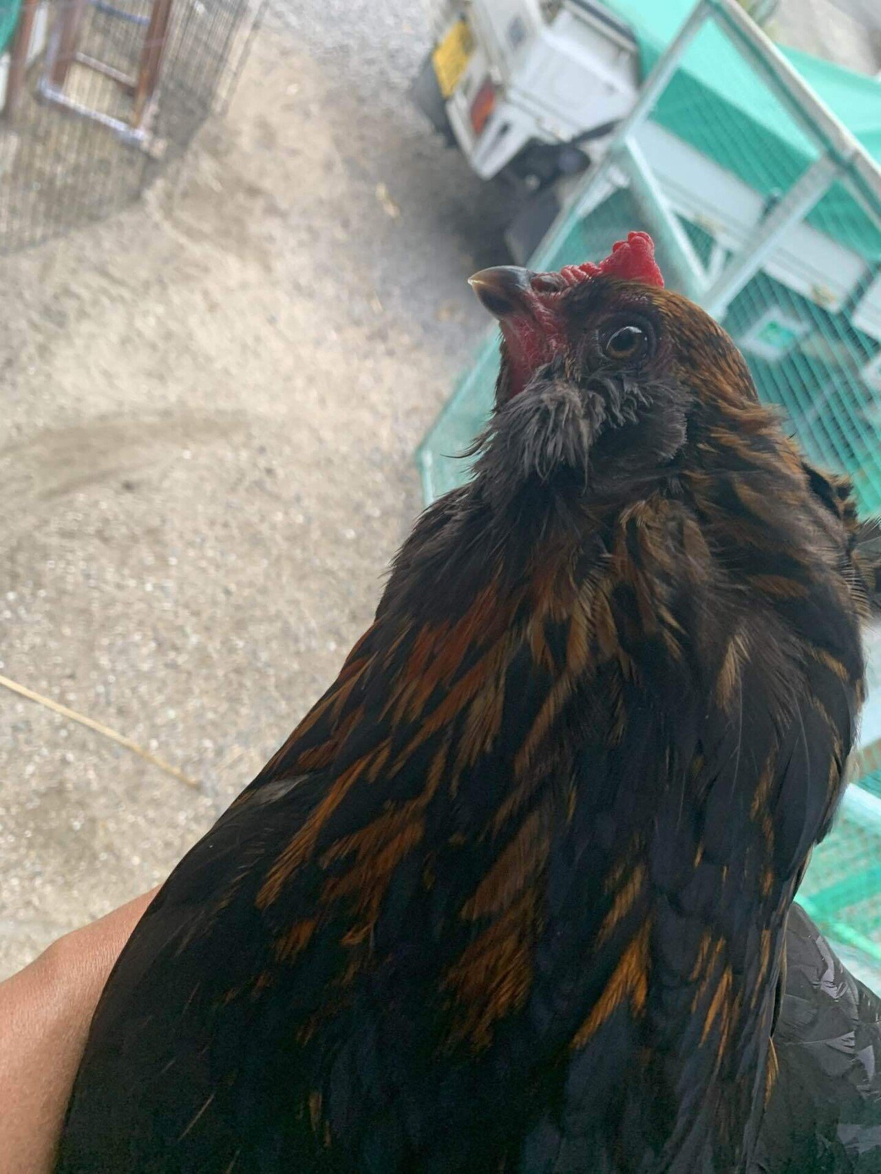 ニワトリ 悲報】ニワトリたちの終わらぬケンカと、忍び寄る新たな脅威… 153話目