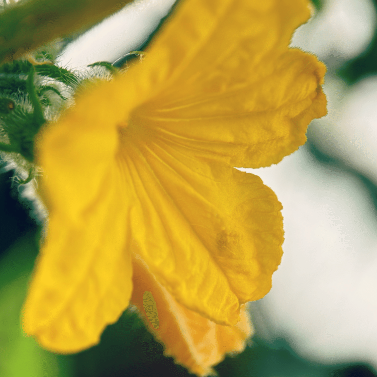 #そのへんの3cm vol.1993 iPhoneでマクロ連載#キュウリ#胡瓜 の花。夏ですねぇ。今年は #空梅雨 か？