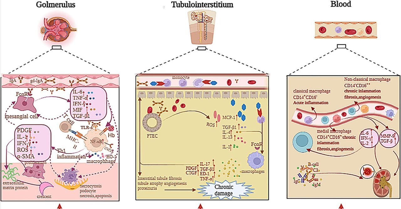 モラレス MORALES BM-30DH 管理No.31 モラレス MORALES BM-30DH 管理No