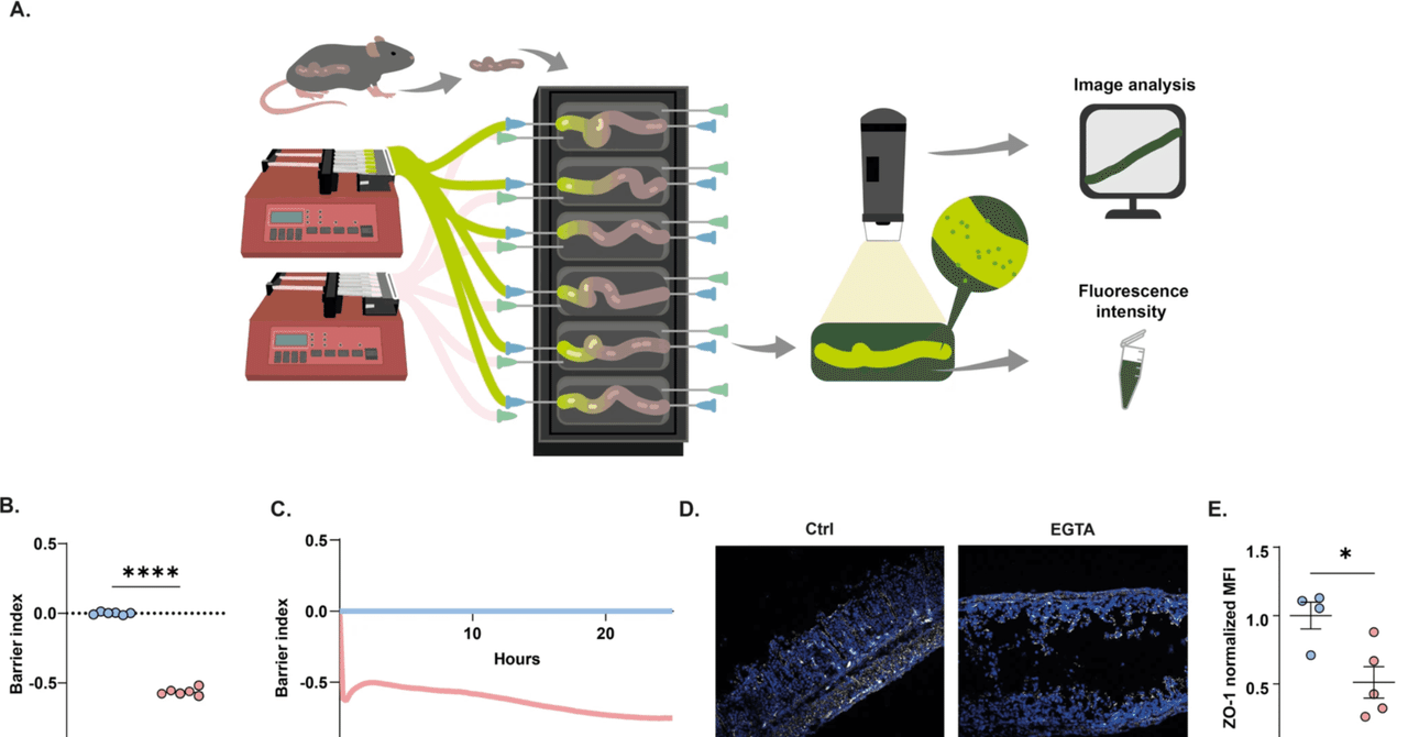 バリア機能動態追跡のための生体外腸管透過性アッセイ（X-IPA）｜哉百名