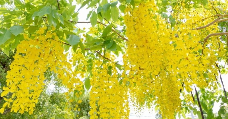 タイの国花 ゴールデンシャワー タイでどこにでも咲く花 09 Masayuki Saito Note
