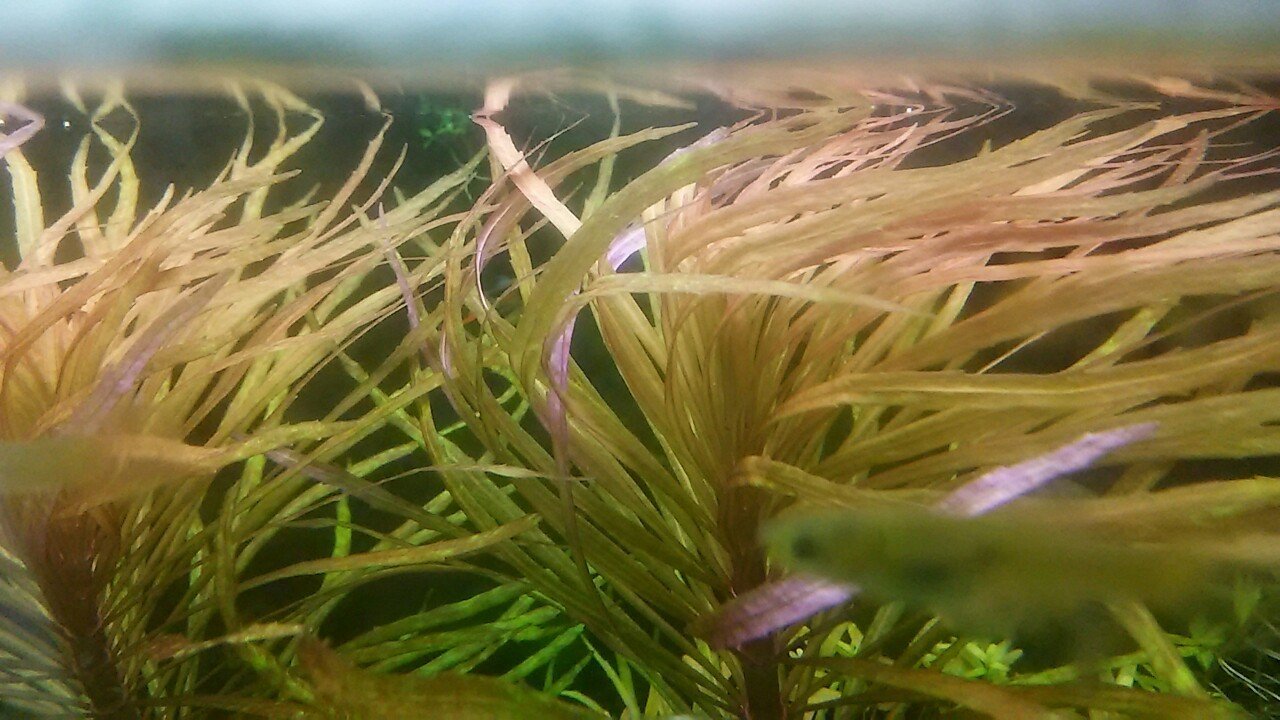 水草と未熟さと心強さと｜NatureGarden🌿神田