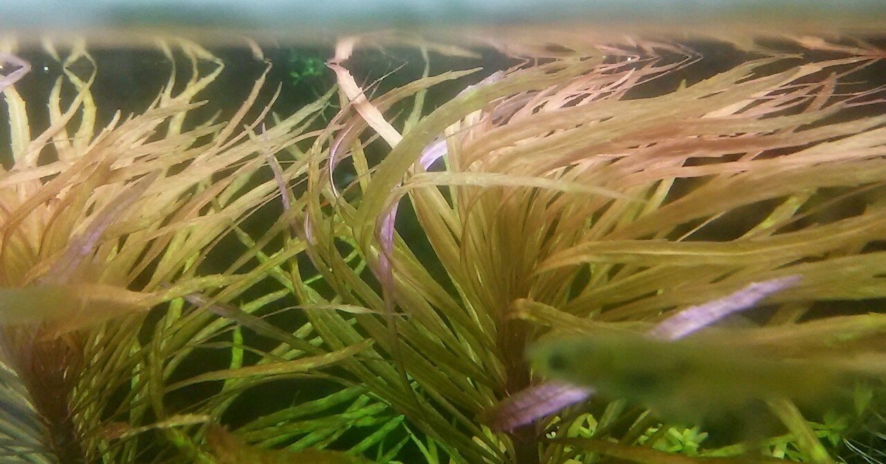 水草と未熟さと心強さと｜NatureGarden🌿神田