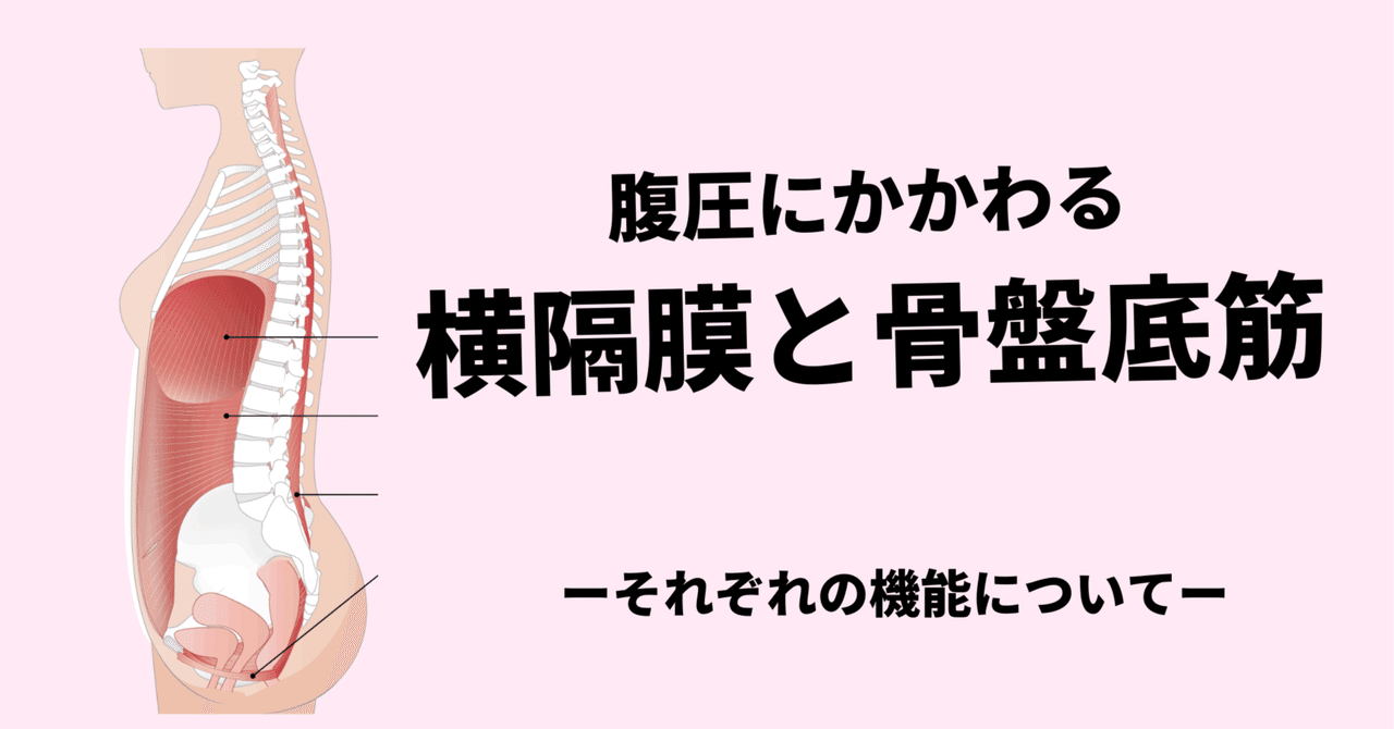 骨盤底筋群の機能不全に対する評価とアプローチ～ 女性特有の