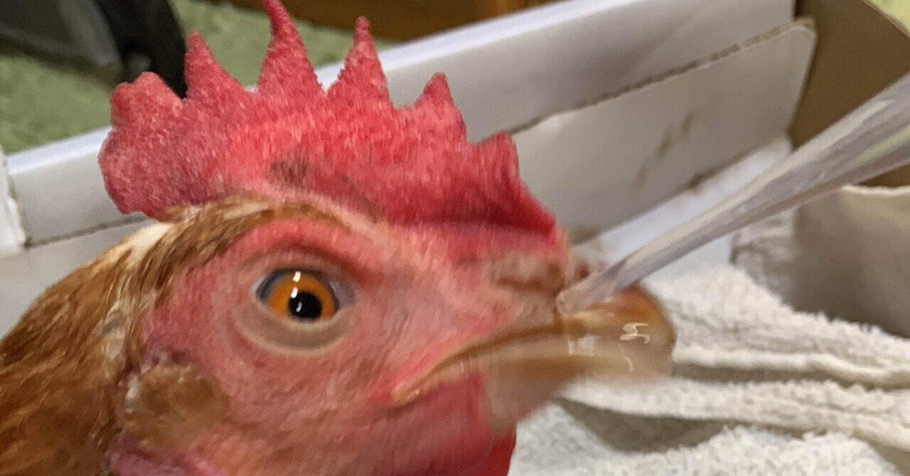 うちのメス鶏が病気になりました【ニワトリ飼育】58話目 - YouTube
