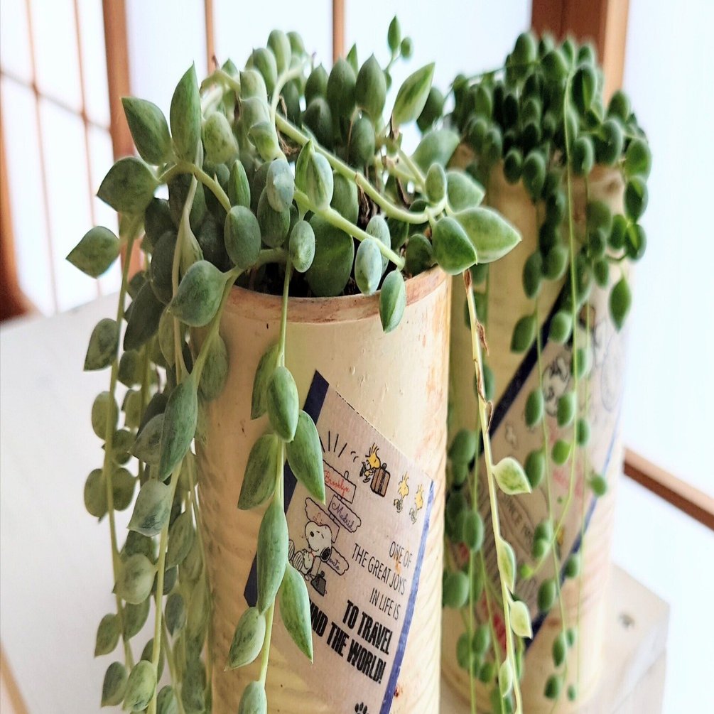 エンジェルティアーズ｜Nori