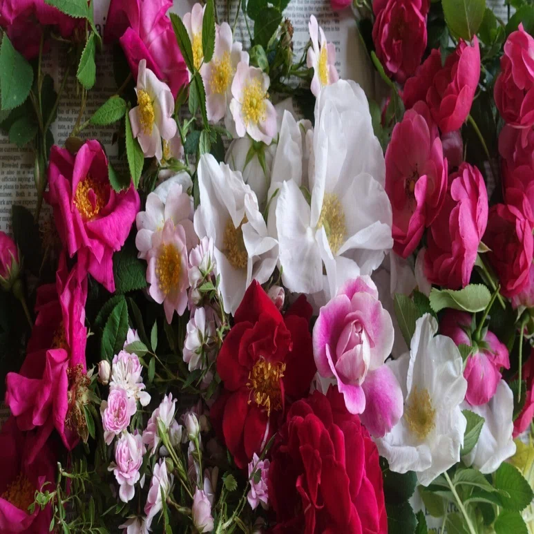 バラを押し花にしてインテリアアートにする【花を100倍楽しむ 