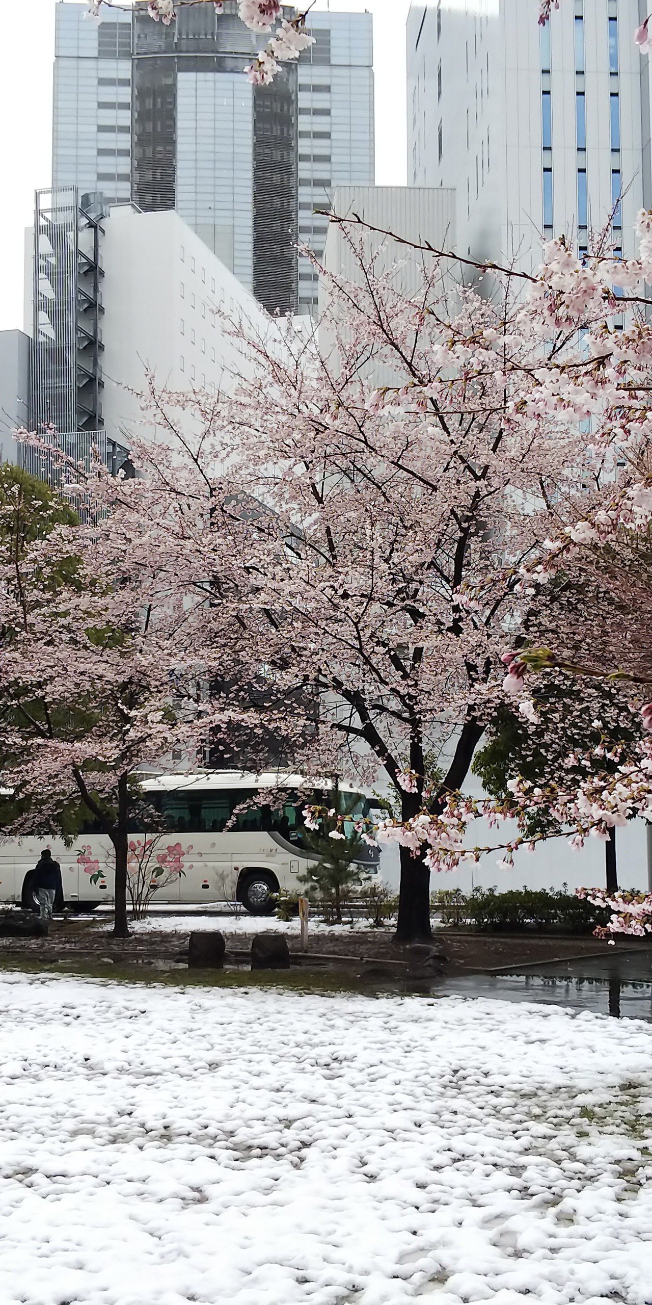 サクラ 雪景色 Arisakayy Note サクラ 雪景色 Arisakayy Note