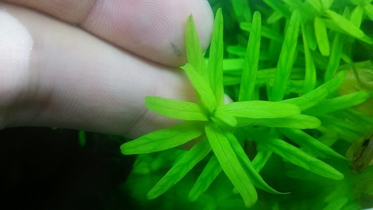 水草と未熟さと心強さと Nature Garden 神田 Note