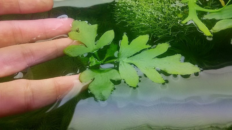 水草と未熟さと心強さと Nature Garden 神田 Note