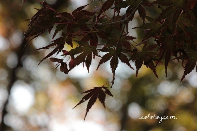 #紅葉　#写真