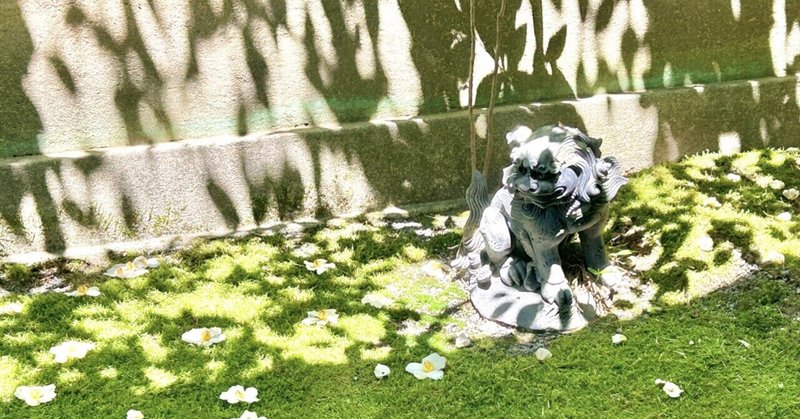 京都で沙羅双樹の花の色を愛でる #2023/6/17-18