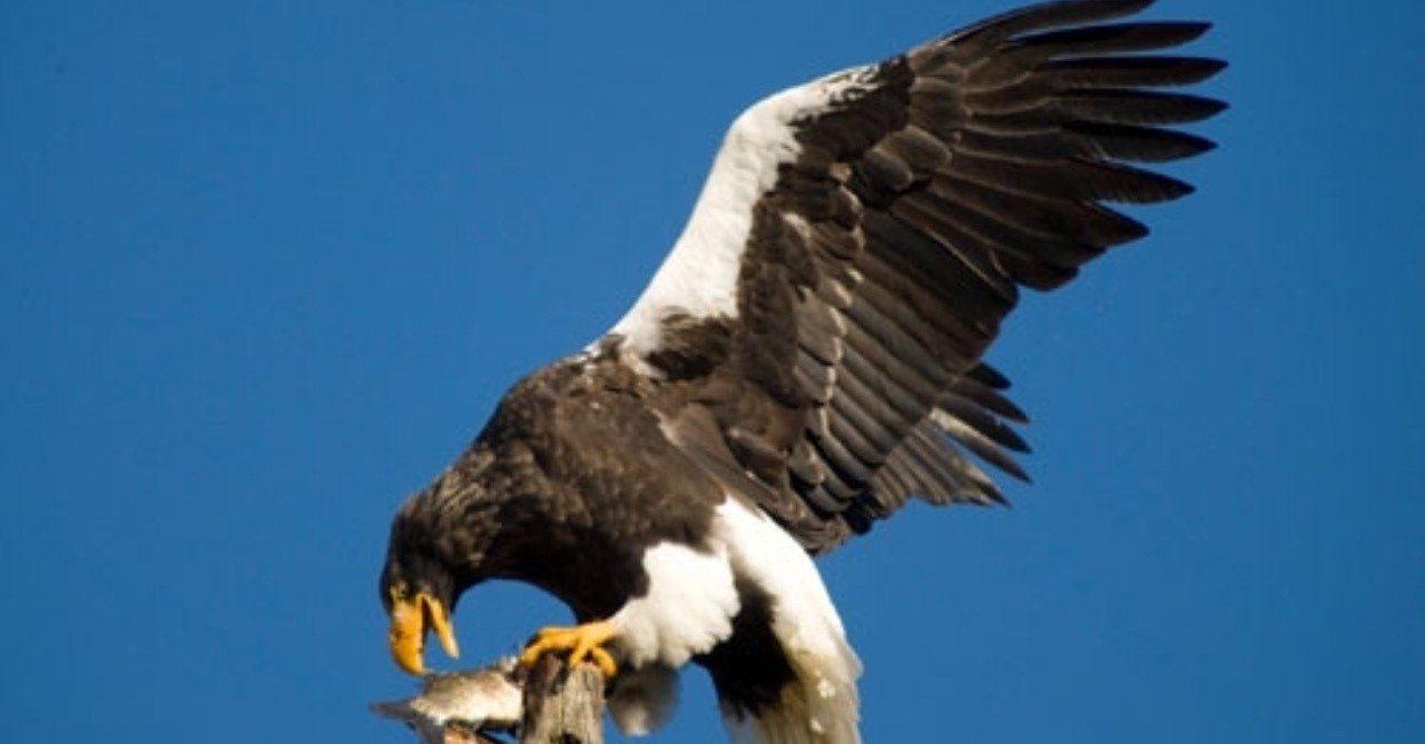 第149回 日本最強の猛禽類は？｜翆野 大地