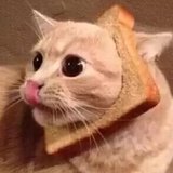 食パン猫