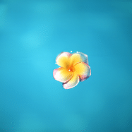 海に浮かぶ花一凛