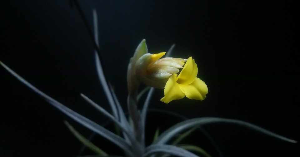 Tillandsia Ixioides Dwarf Nature Garden 神田 Note
