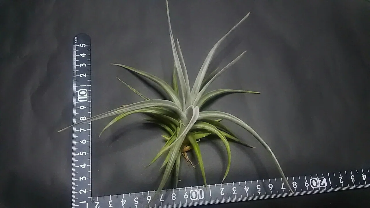 Tillandsia ixioides Dwarf｜NatureGarden🌿神田