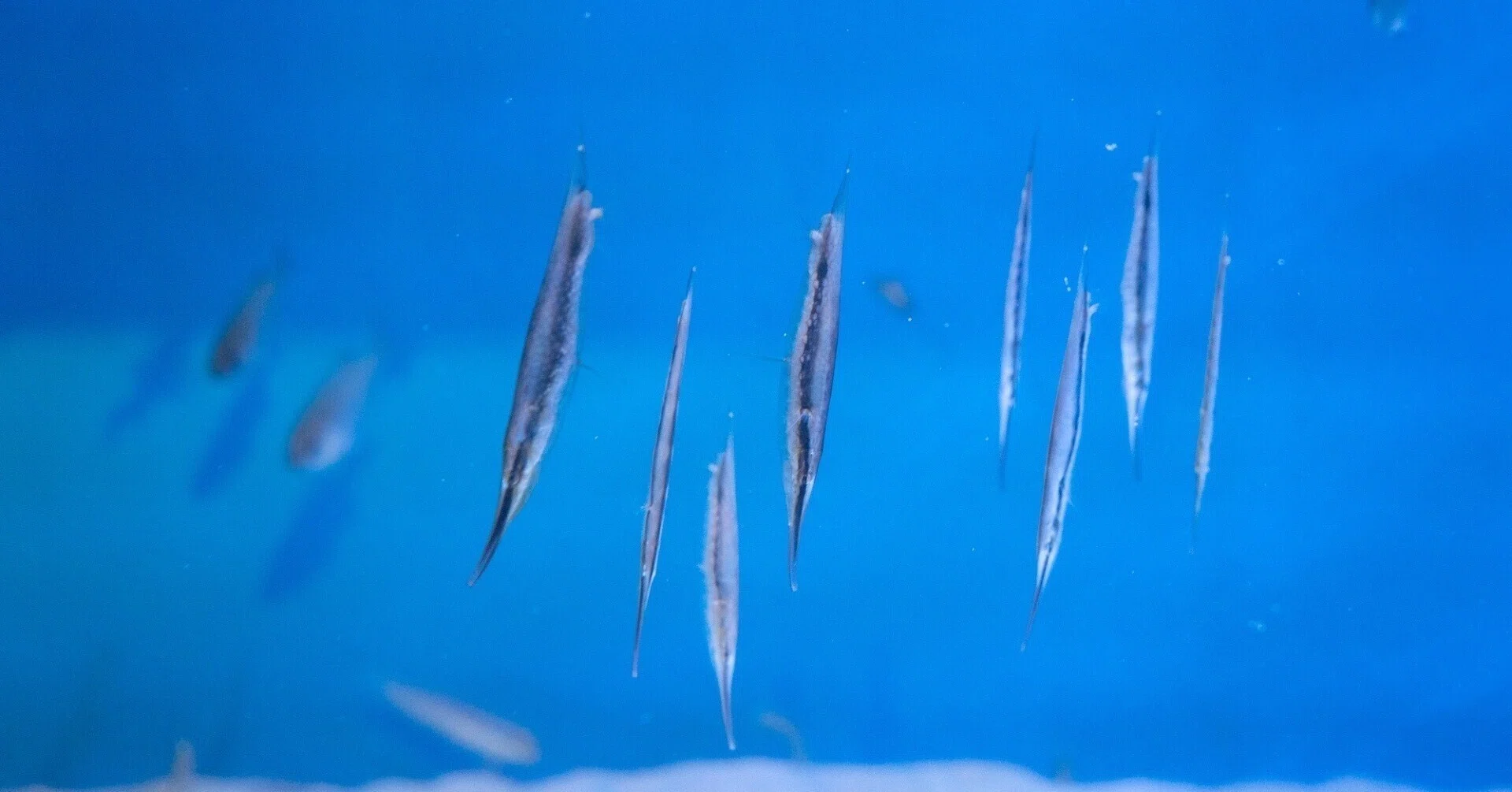 水族館をもっと楽しく！自称「水族館廃人」によるたのしい生物図鑑