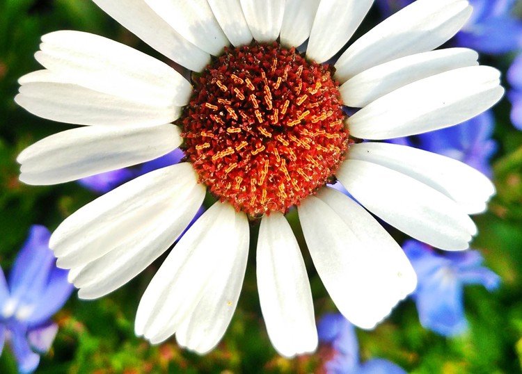 ローダンセマム・白い花は清楚で美しい。写真で白とか赤の色を表現するのって難しいと思う。📷