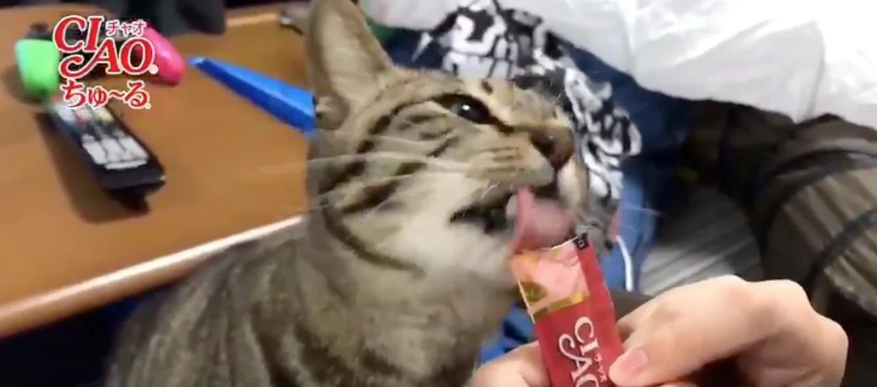 愛猫のちゅーる頻度と考え方 ちゅーるという名の麻薬 Syabu555 Note