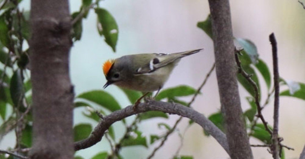 第150回 カマキリに狙われる野鳥 キクイタダキ 翆野 大地 Note
