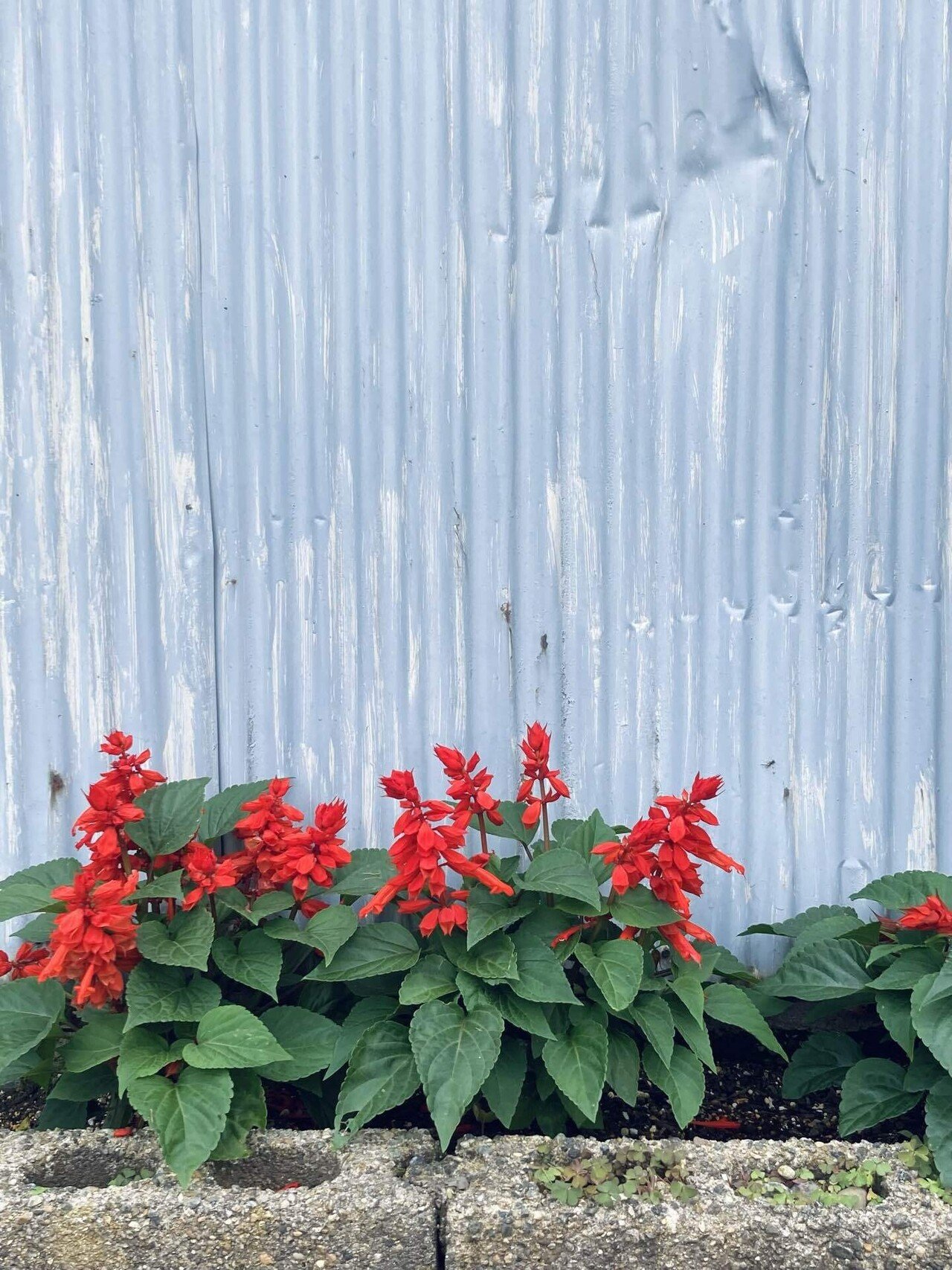 ブルーグレーのペンキが色褪せたトタン壁と真っ赤なサルビア
