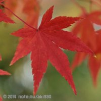 和風総本家 はじめての日本 会津編 ロケ地 Aki Note
