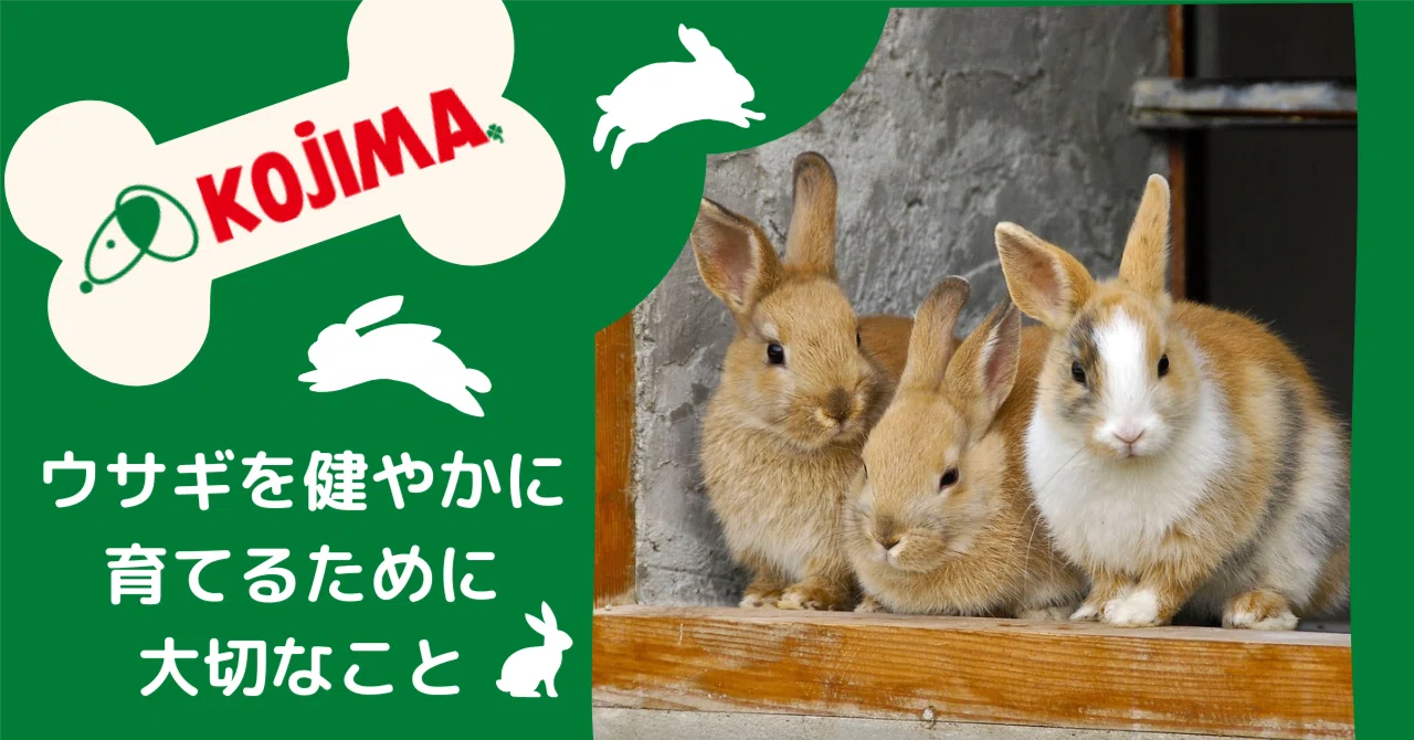 ペット の コジマ うさぎ