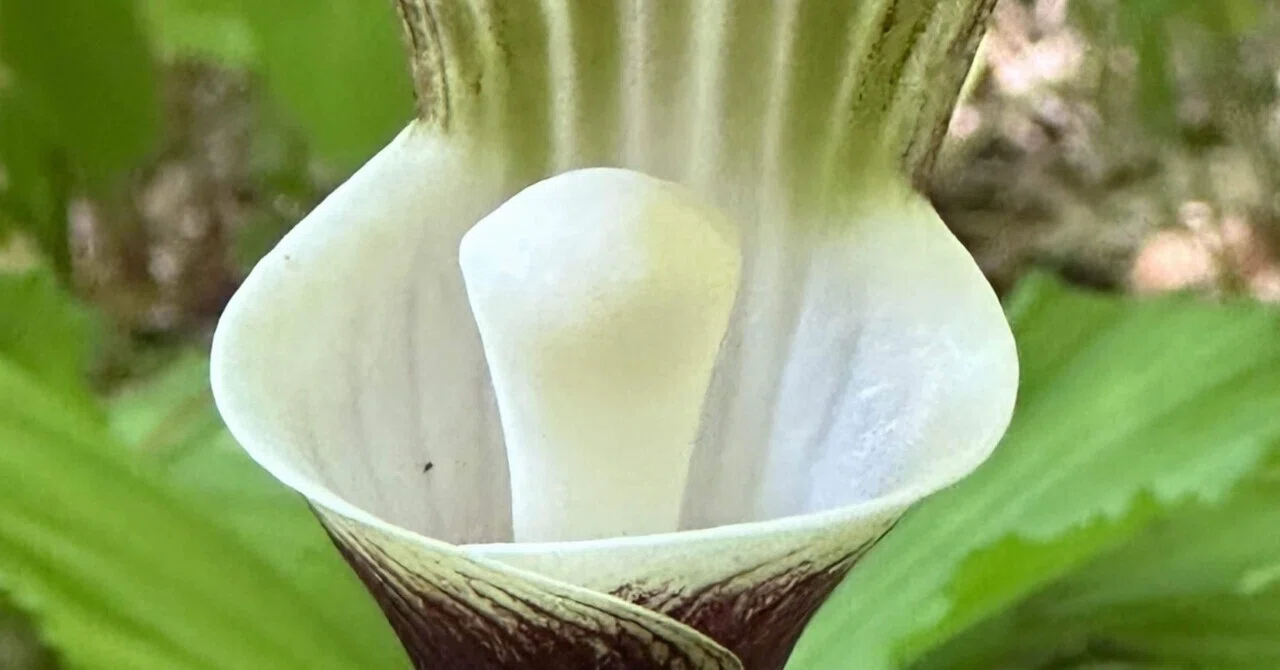 Arisaema sikokianum｜EGGSEED