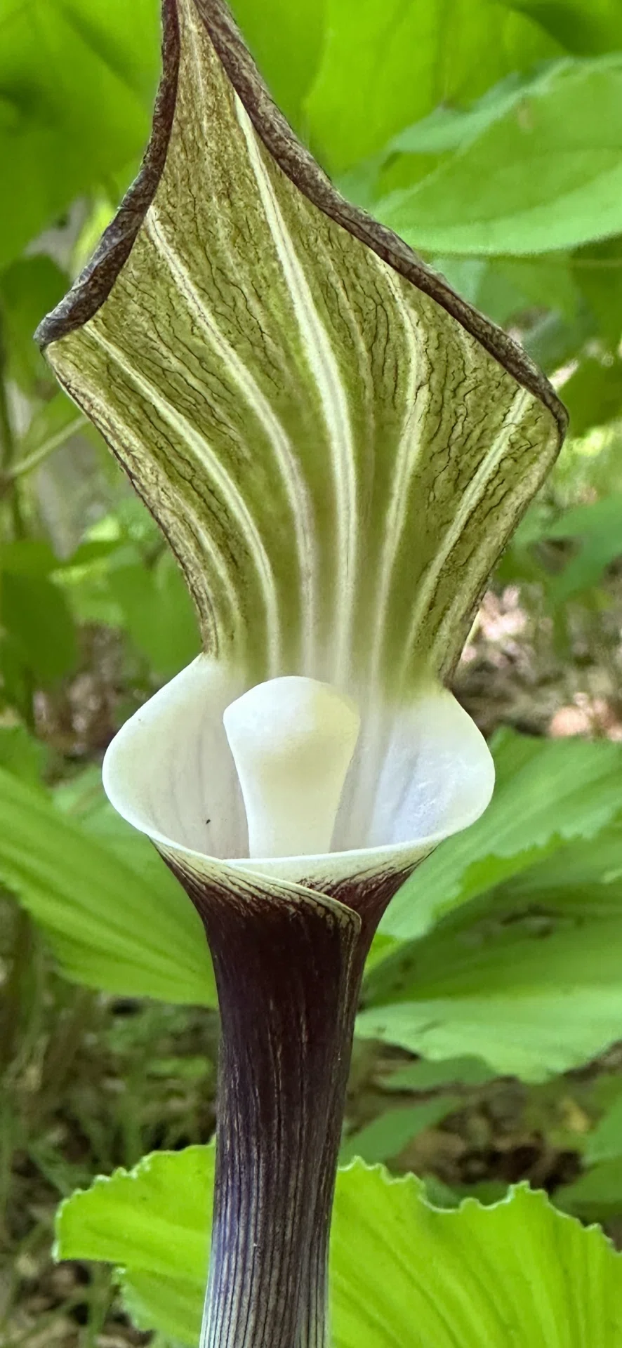 Arisaema sikokianum｜EGGSEED