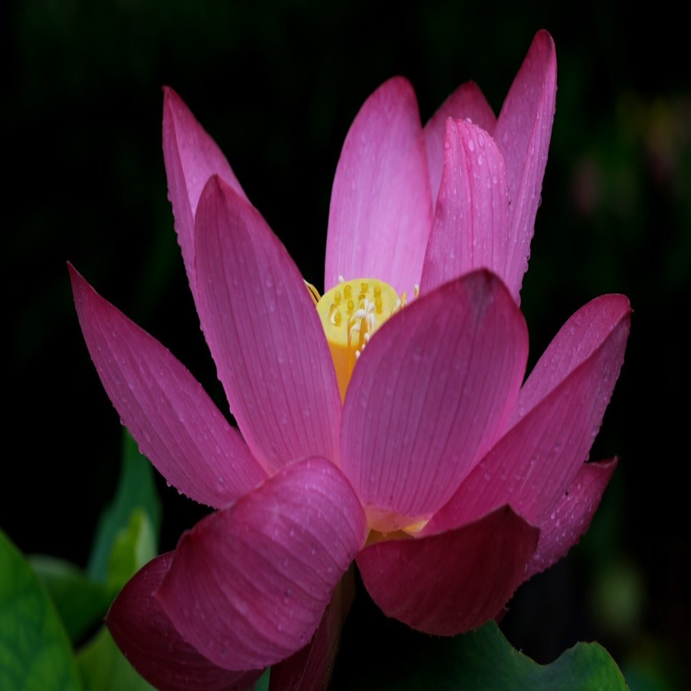 蓮の花の中の宝珠｜燿 (hikari)