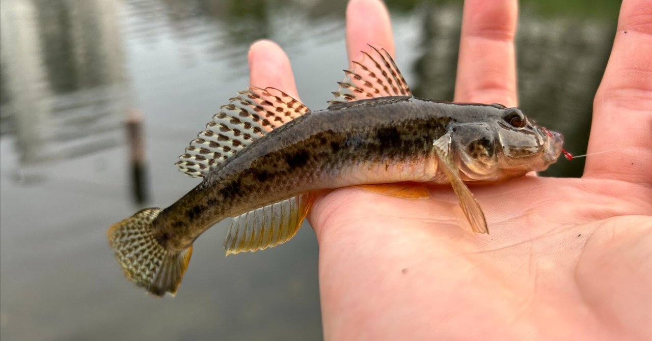 東京ハゼ釣り🎣第2期4回目 旧中川 7月3日 釣果 🌟今期初