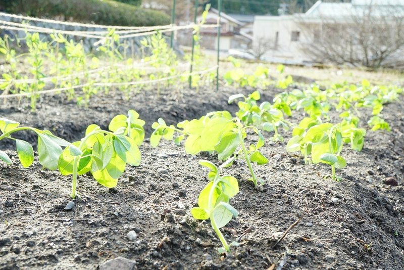 種植えデー ゆかこ Note 種植えデー ゆかこ Note
