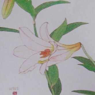 薔薇 百合 Note