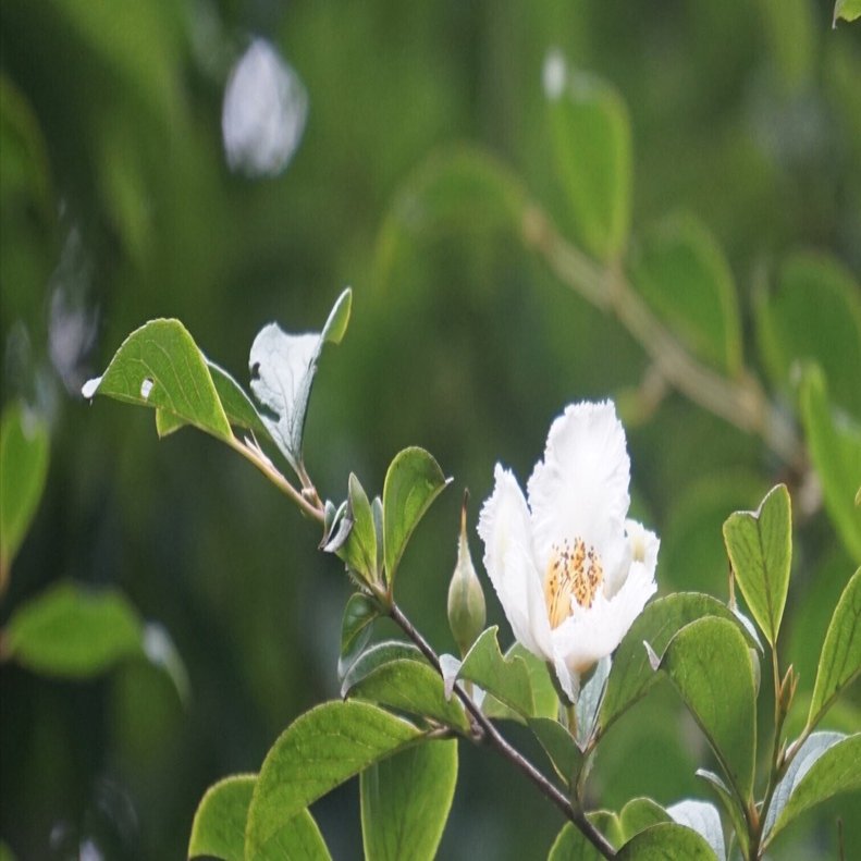 可憐で素朴な野の花たち。槙野万太郎先生！花の名前を教えてください