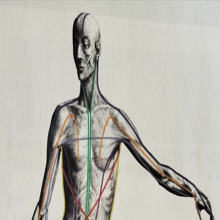 アナトミートレイン~筋膜経線~｜ももコーチ