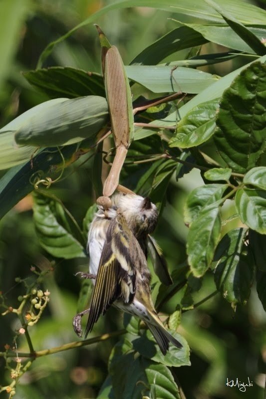 第150回 カマキリに狙われる野鳥 キクイタダキ 翆野 大地 Note