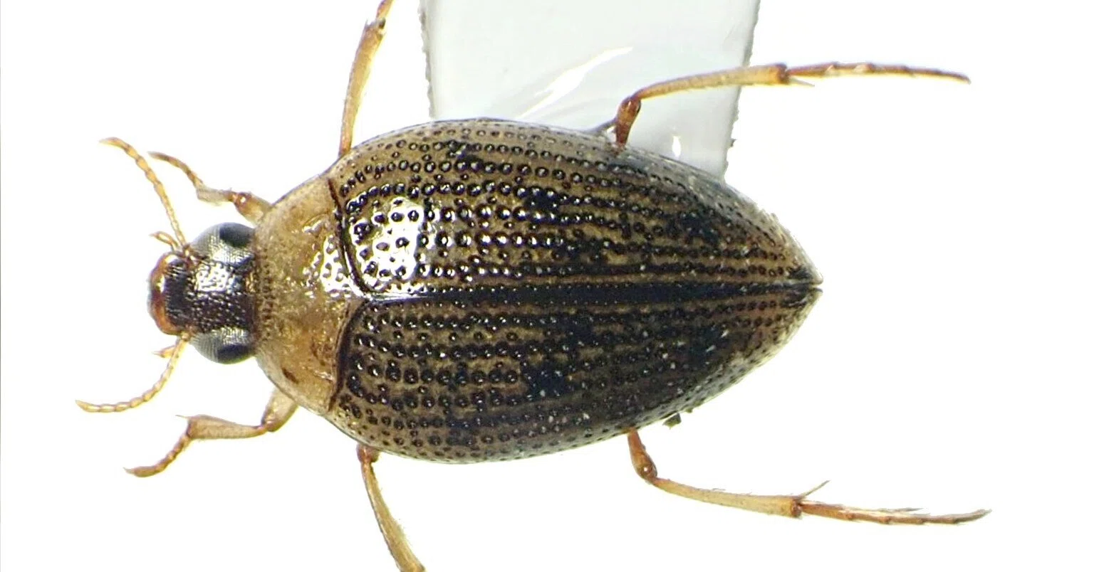 相模川のクビボソコガシラミズムシ｜hydraenids