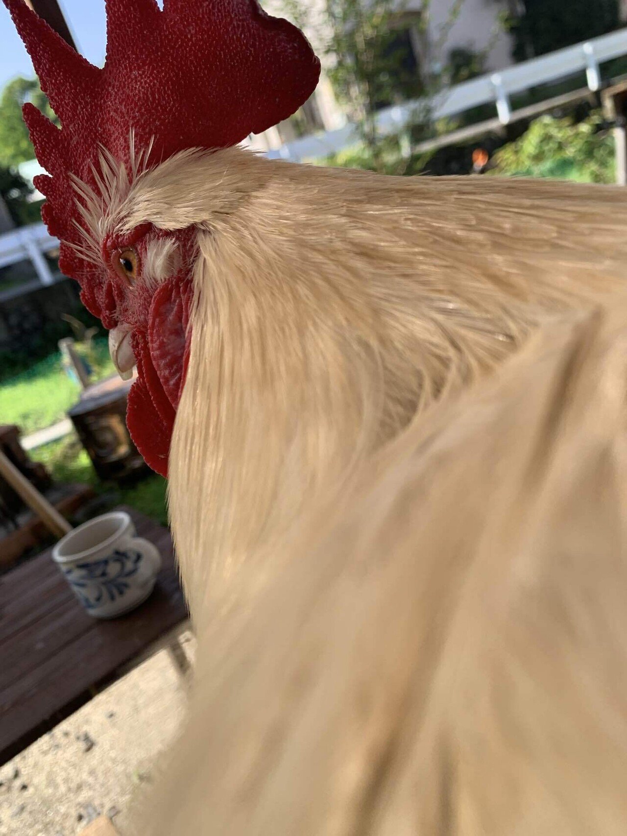 鶏と暮らす。｜fourtailsfox