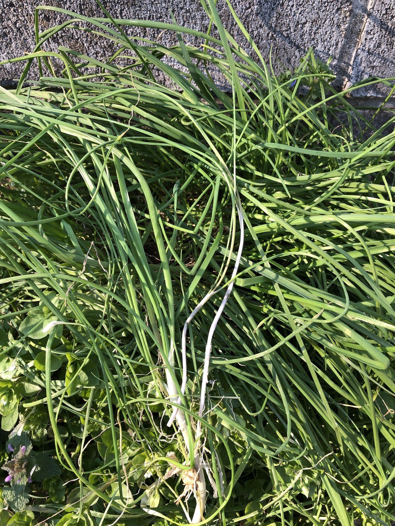 日々の散歩で食べられる野草 Poporin Note