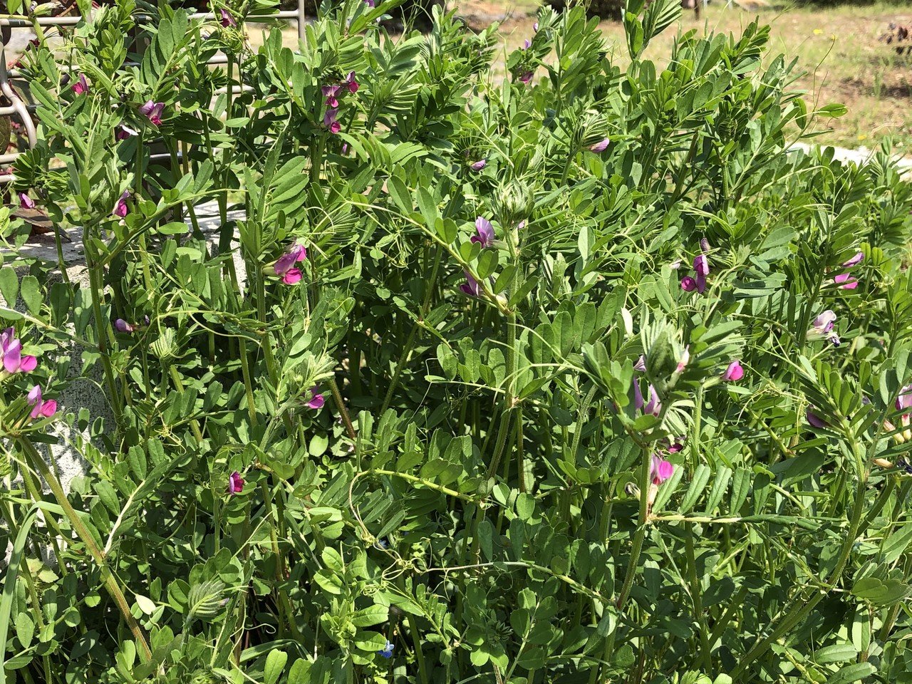 日々の散歩で食べられる野草 Poporin Note