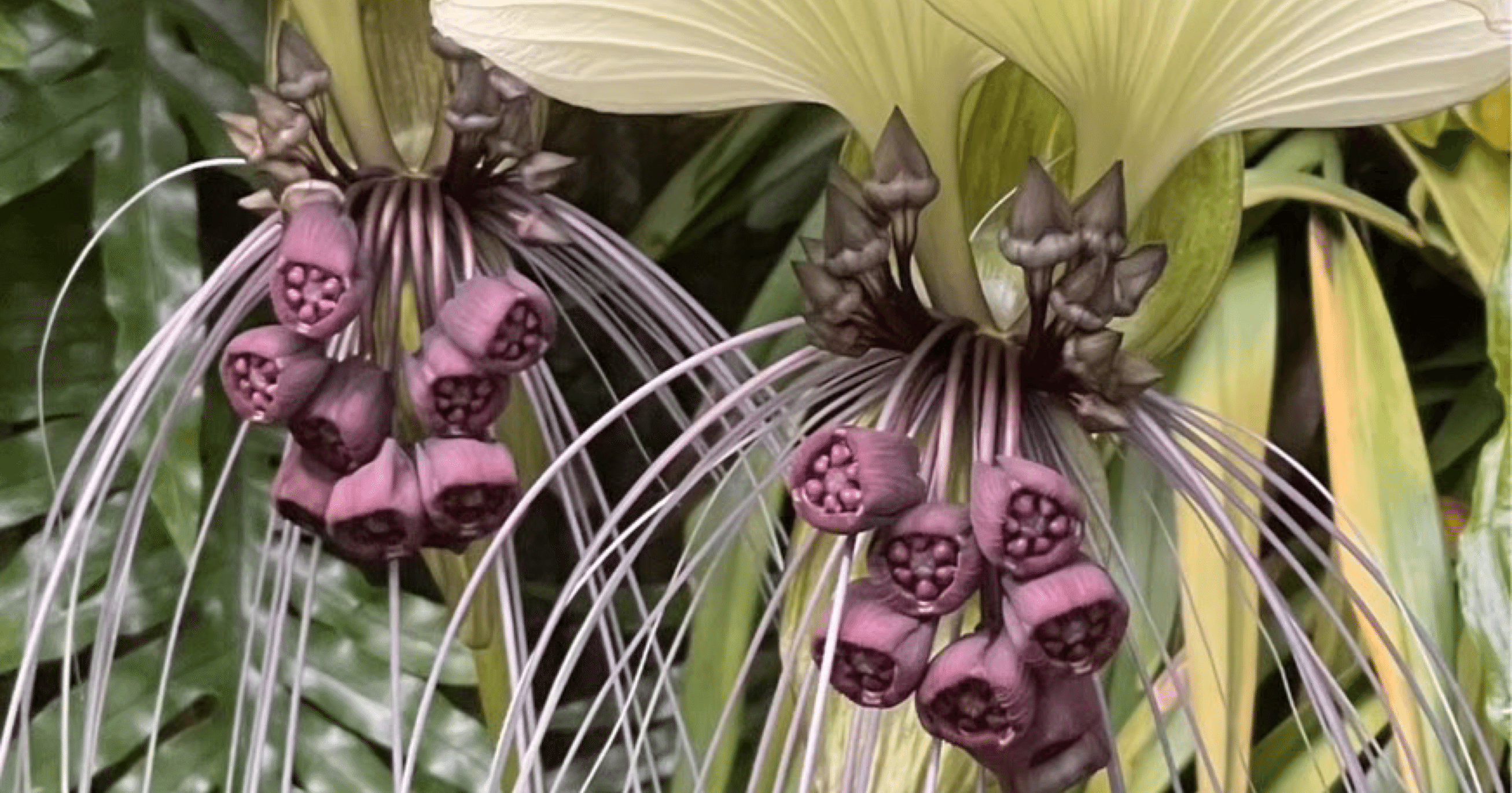 TACCA INTEGRIFOLIA｜EGGSEED