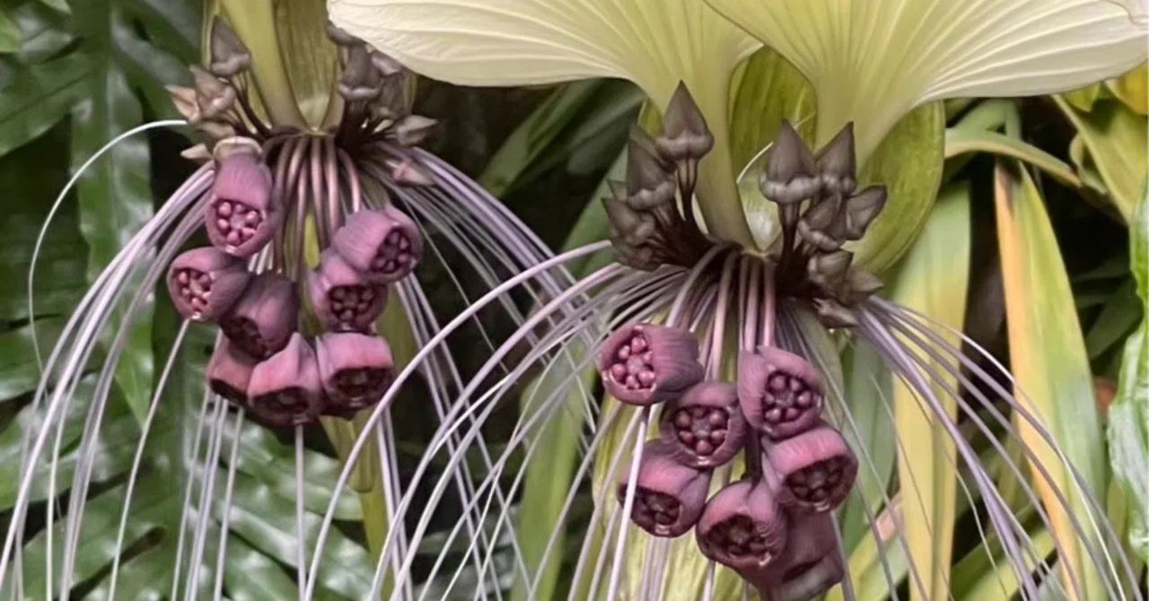 TACCA INTEGRIFOLIA｜EGGSEED